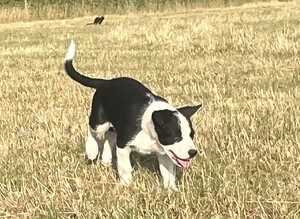 Welsh sheep dog puppies