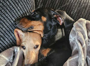 2 miniature dachshunds