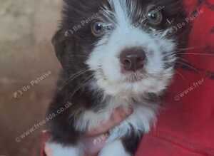 6 Border collie X jack russle pups for sale