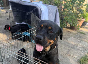 Beautiful Rottweiler cross German shepherd puppies