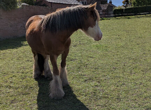 3yr old Cob X chestnut gelding