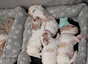 Cavachon puppies