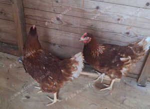 Pakistan  chicken