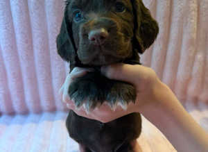 Cocker spaniel puppy's 5 week