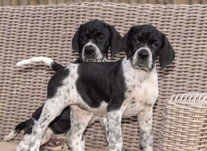 Stunning KC reg Pointers 2 girls left