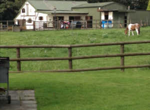 1 large full livery stable available Bury