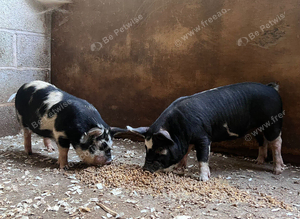 2 Mini Gilts Ready to go