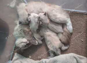 Beautiful brother and sister Ragdoll kittens