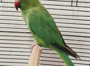 Green Rose Ringneck