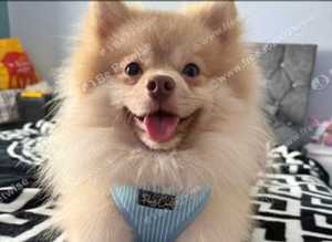 Pomeranian male dog for stud only.