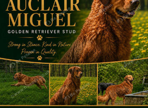 Golden retriever stud