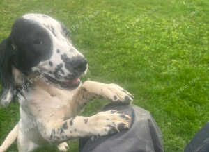 Gorgeous Black & White ESS bitch puppy