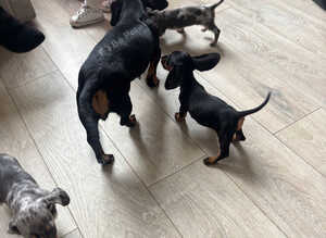 Miniature dachshunds