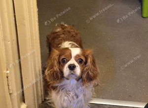 Cavalier King Charles Spaniel Pup's