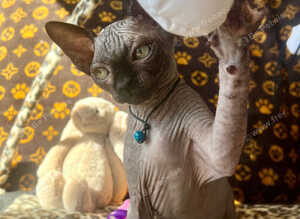 Sphynx kittens ready to leave