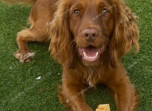 Cocker spaniel