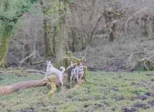 Jack Russell Puppies for Sale Swansea