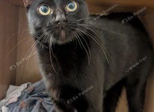 1 Year Old Black Shorthair Cat