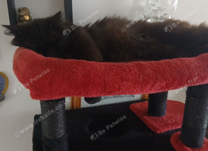 Maincoon crossed callicons