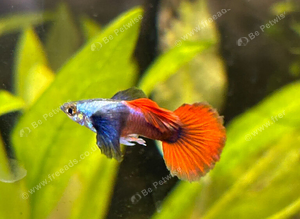 Platinum red tail dumbo guppys