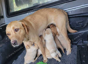 Fox reds and golden puppies