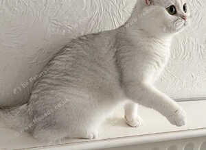 BSH top Silver Shaded Lady of love