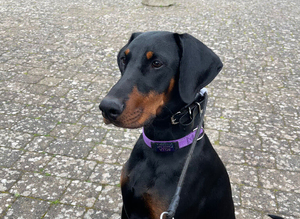 Looking for Doberman stud