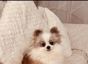 Male teacup Pomeranian
