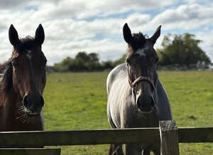 Beautiful grey roan 3 year old