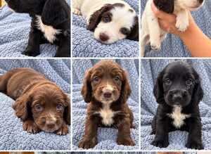 Sprocker puppies