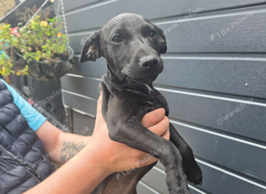 Patterdale puppy 3 months old