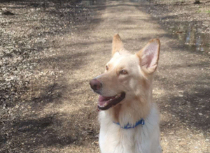 White GSD ready for stud