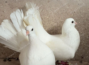 Pair of fantails