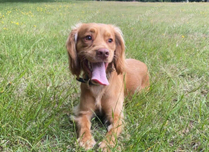 Proven kc cocker spaniel stud