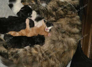 Maine-coon, Ragdoll mix kittens