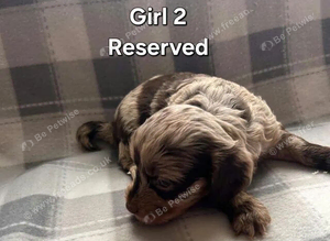 x1 Girl & x4 Boys Available - Cockapoo Puppies