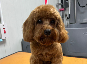 Small Red Cavapoo Stud