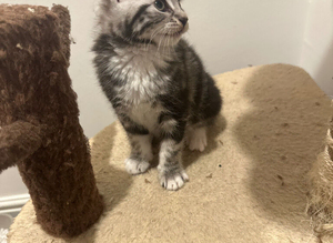 Silver tabby kitten