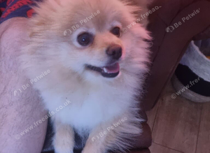 Female orange and cream pomerainian kc registered