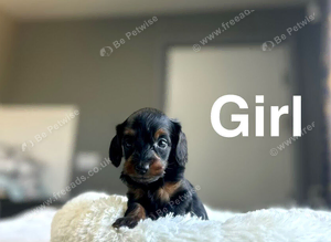 Slinkey gorgeous litter of daxiepoo