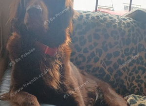 Stud dog Liver flat coated retriever for stud &pound;500 stud fee