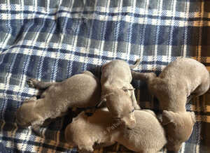 5 lovely wiggy boys