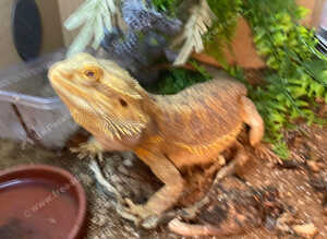Bearded dragon