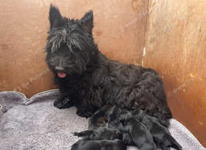 Scottish terrier x miniature schnauzer