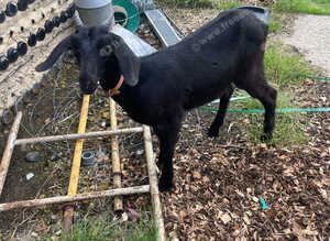 Goat kids
