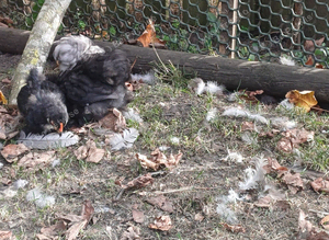 Pekin bantam chicks