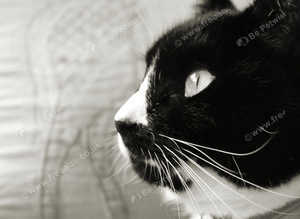 Cat Sitting Service