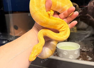 super Enchi Albino Butter. Royal python.