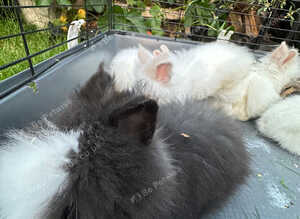 Lionheads bunnies