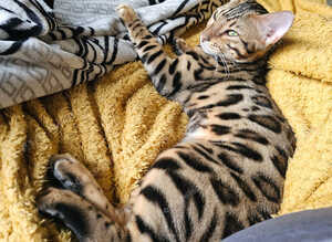 Boys and girls for sale, different ages, all kittens